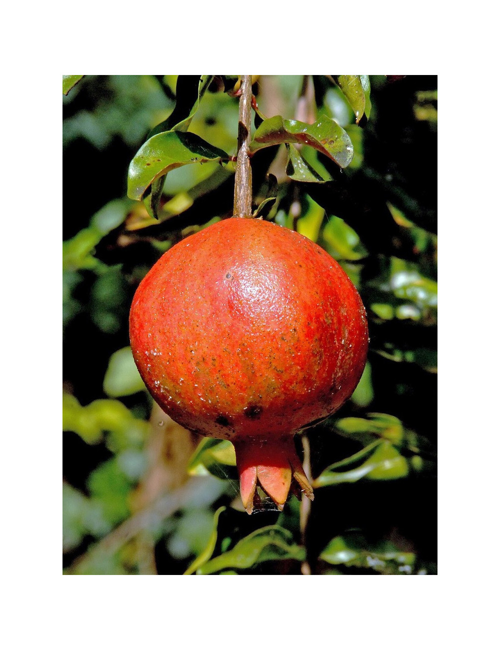 GRENADIER à fruits ACCO