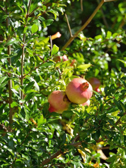 GRENADIER à fruits ACCO
