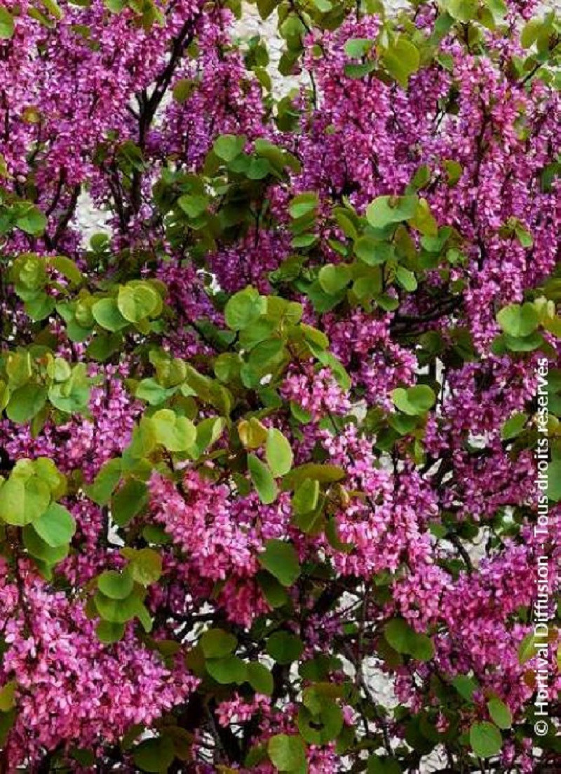 CERCIS siliquastrum