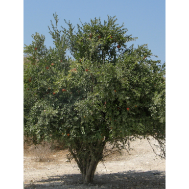 GRENADIER à fruits MOLLAR DE ELCHE