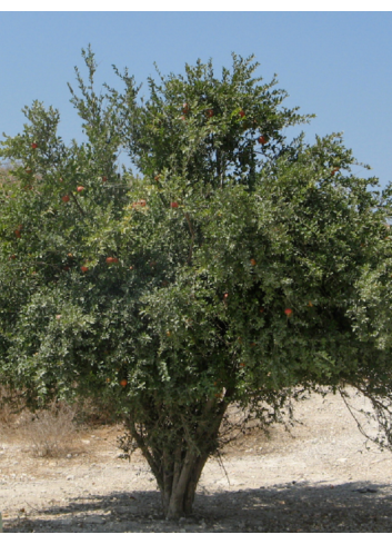 GRENADIER à fruits MOLLAR DE ELCHE