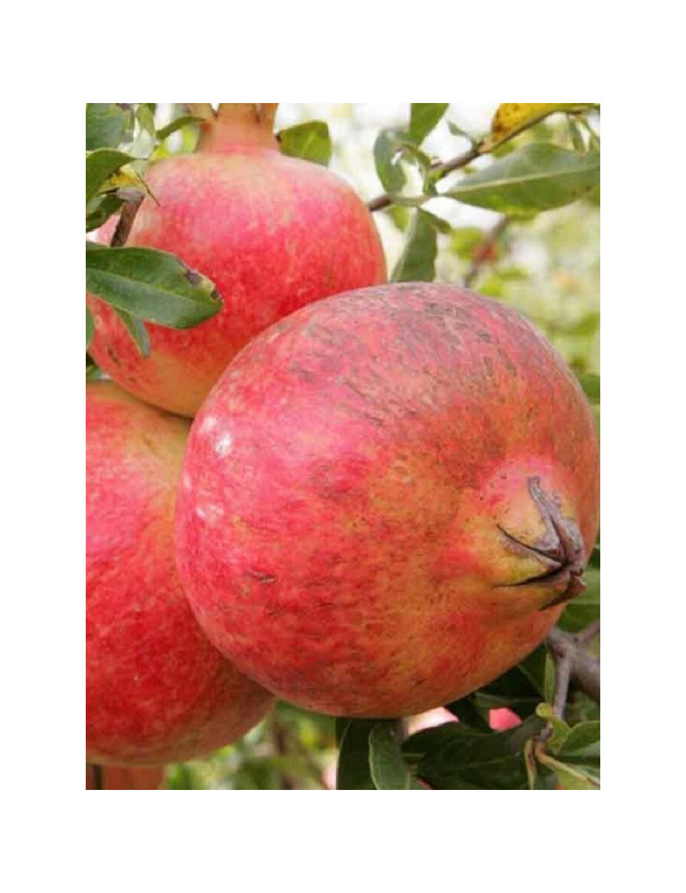 GRENADIER à fruits MOLLAR DE ELCHE