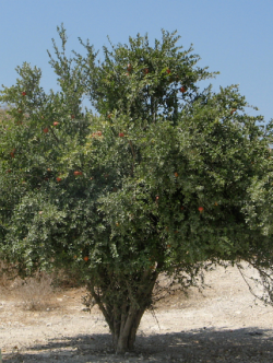 GRENADIER à fruits WONDERFUL