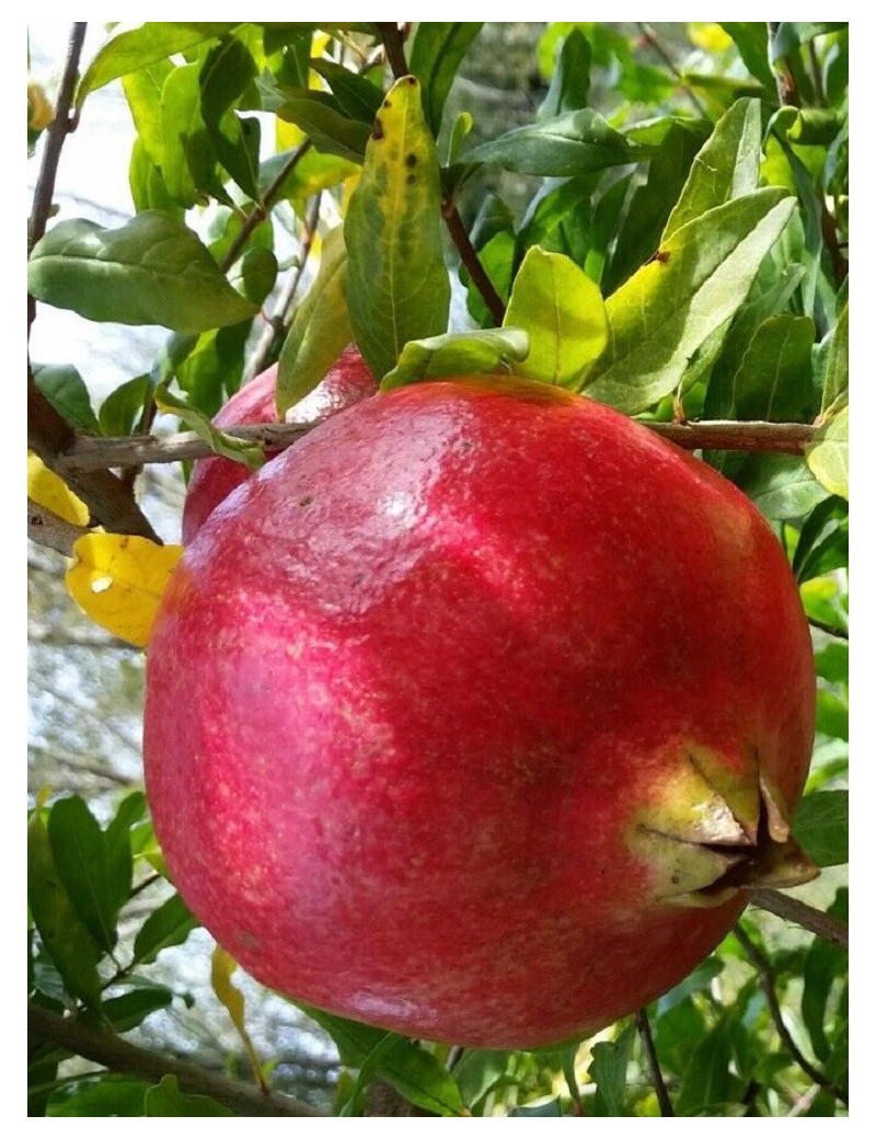 GRENADIER à fruits WONDERFUL