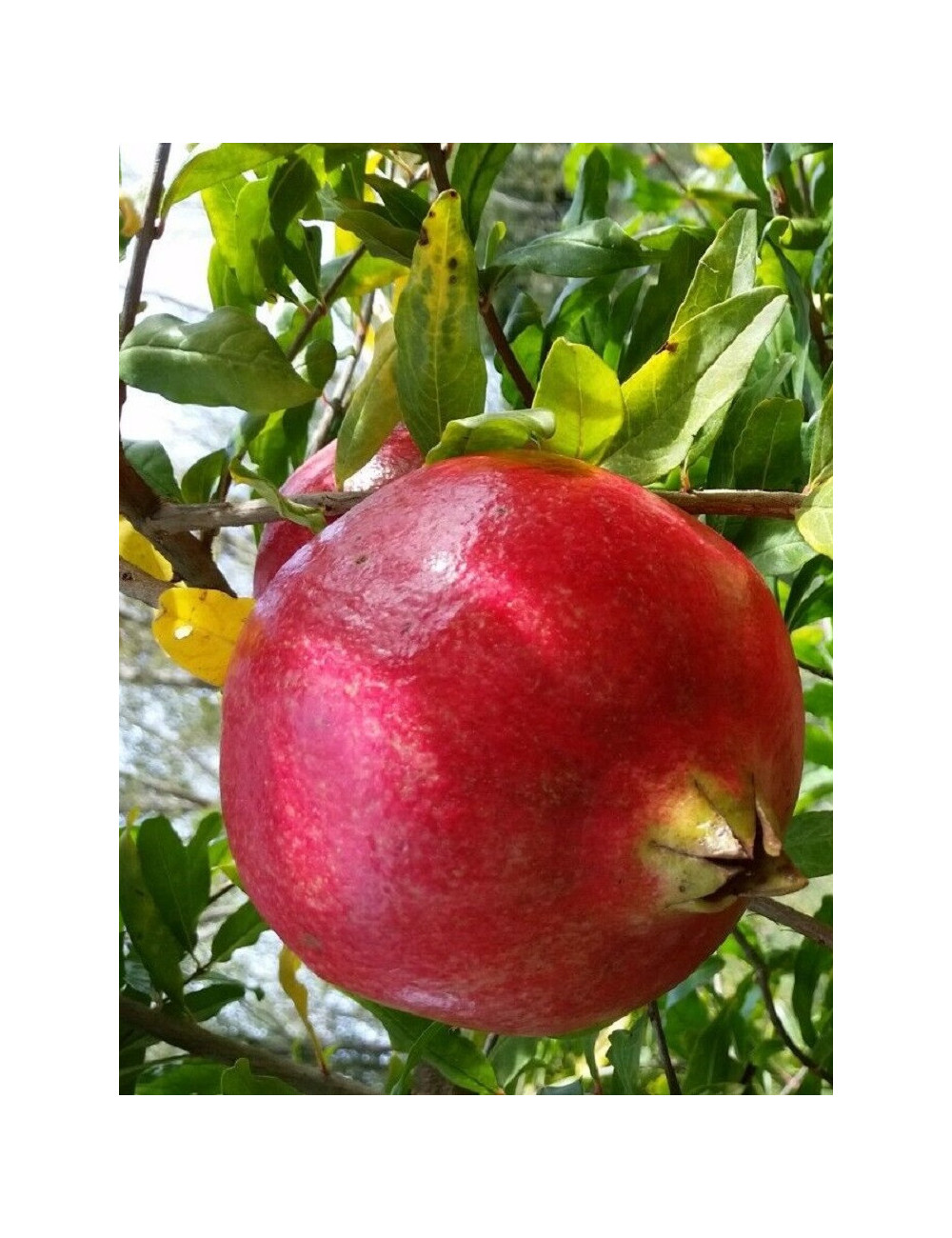 GRENADIER à fruits WONDERFUL