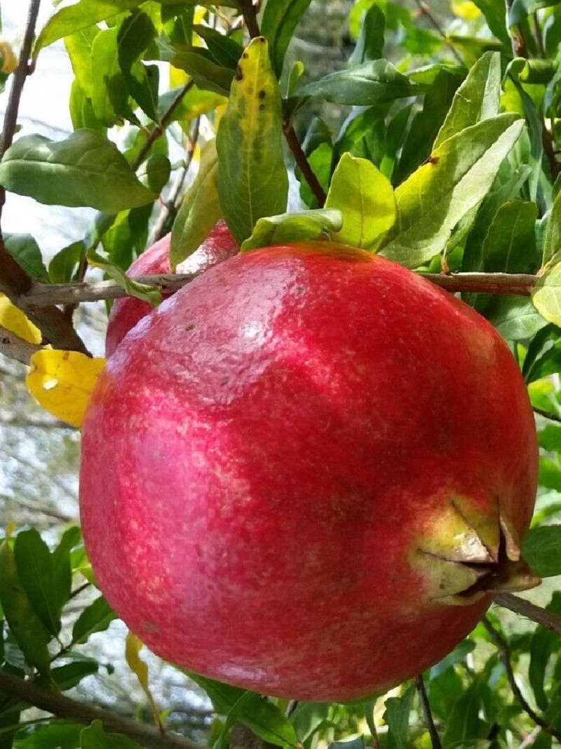 GRENADIER à fruits WONDERFUL