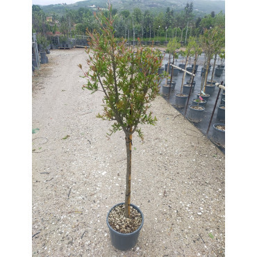 PUNICA granatum CALIFORNIA SUNSET En pot de 10-12 litres forme tige hauteur du tronc 090-110 cm