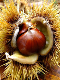 CHÂTAIGNIER MARRON DE SOUILLAC