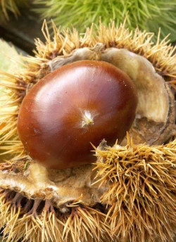 CHÂTAIGNIER MARIGOULE