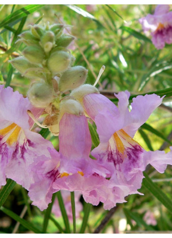 CHILOPSIS linearis