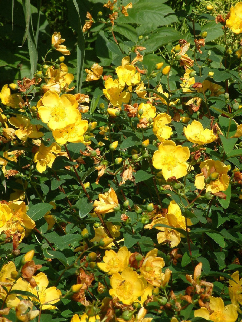 HYPERICUM hidcoteense HIDCOTE