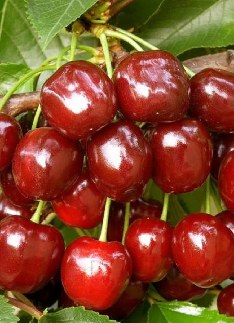 CERISIER bigarreau HÂTIF DE BURLAT