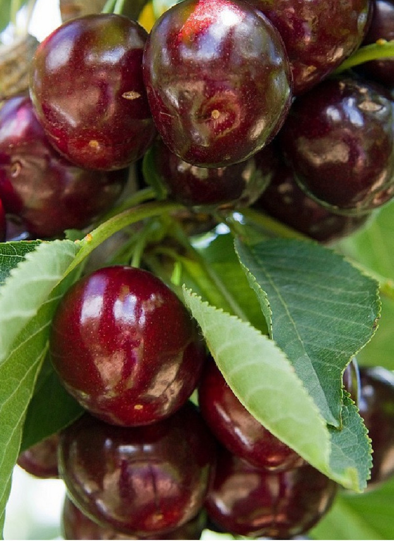CERISIER bigarreau REVERCHON