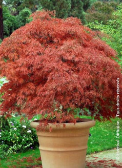 ACER palmatum DISSECTUM GARNET