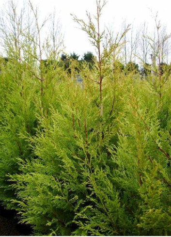 CUPRESSOCYPARIS leylandii EXCALIBUR GOLD