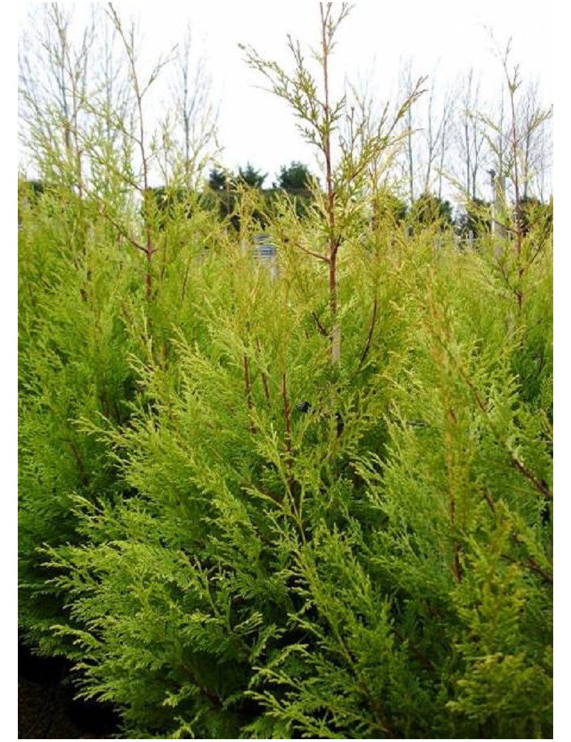 CUPRESSOCYPARIS leylandii EXCALIBUR GOLD CUPRESSOCYPARIS leylandii EXCALIBUR GOLD