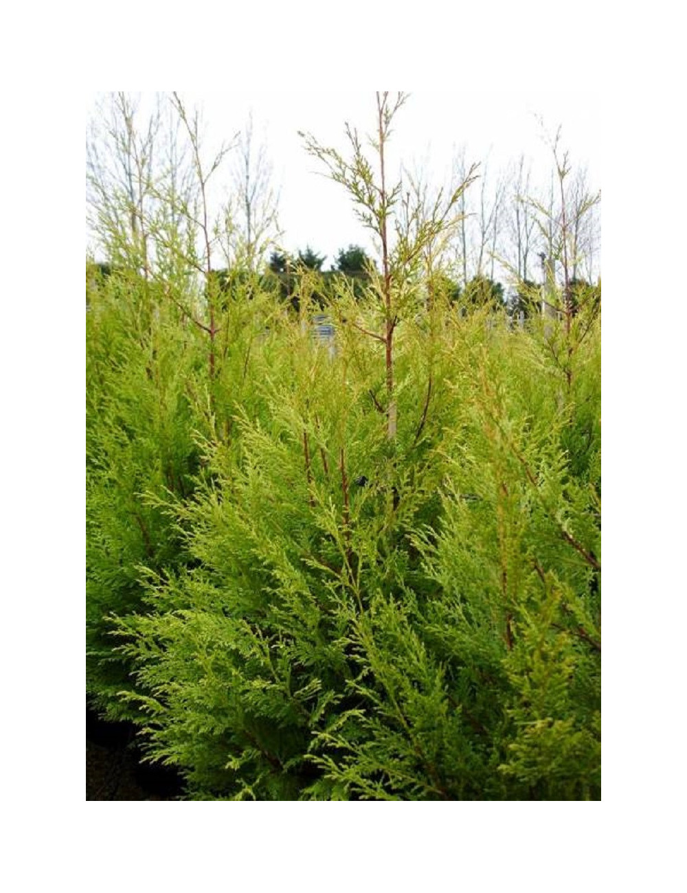 CUPRESSOCYPARIS leylandii EXCALIBUR GOLD