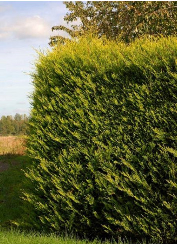 CUPRESSOCYPARIS leylandii EXCALIBUR GOLD