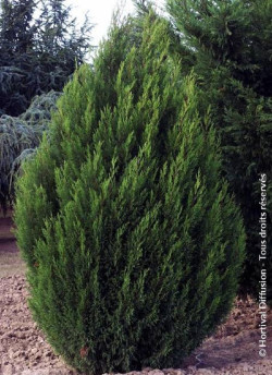 CUPRESSOCYPARIS leylandii TYPE 2001