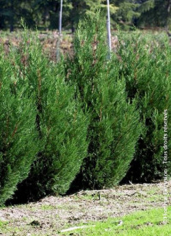 CUPRESSOCYPARIS leylandii TYPE 2001