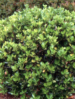 EUONYMUS japonicus
