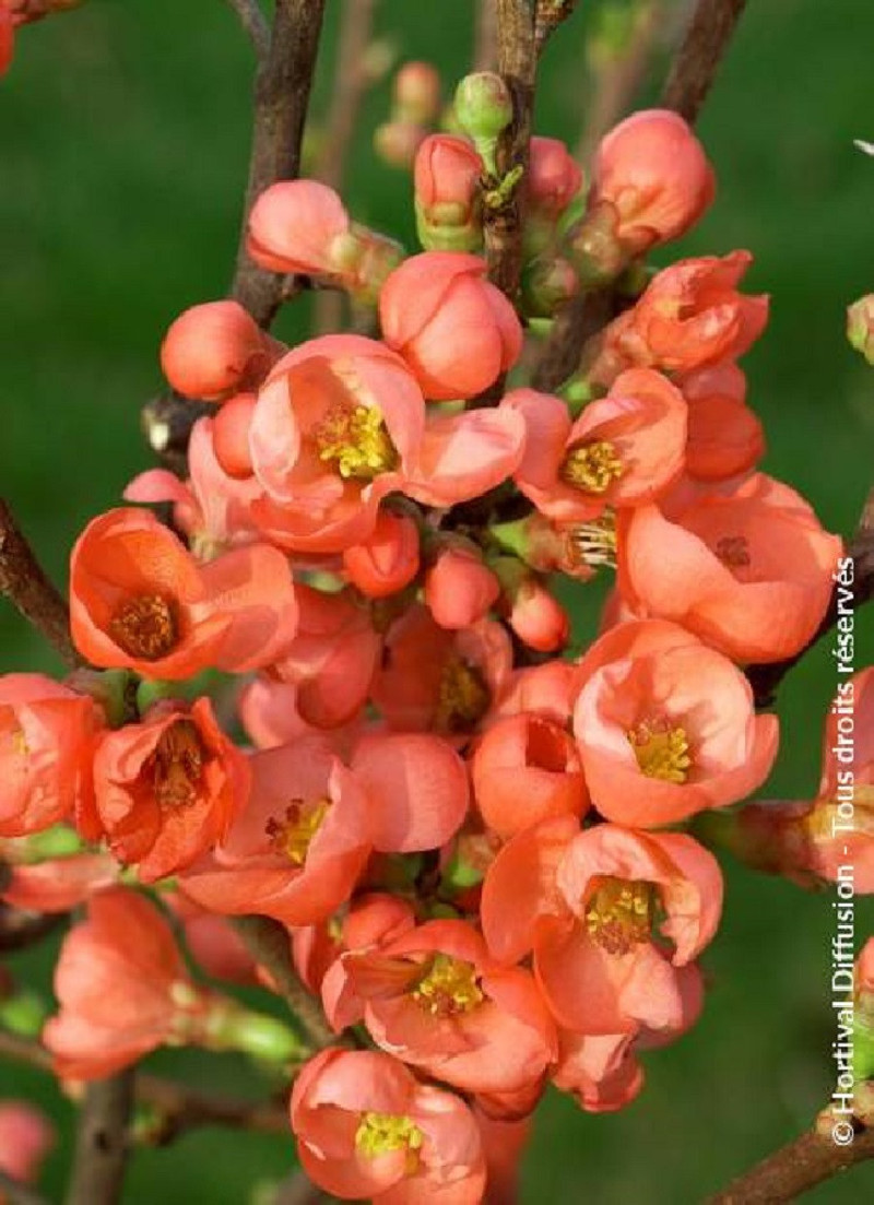 CHAENOMELES speciosa FRIESDORFER