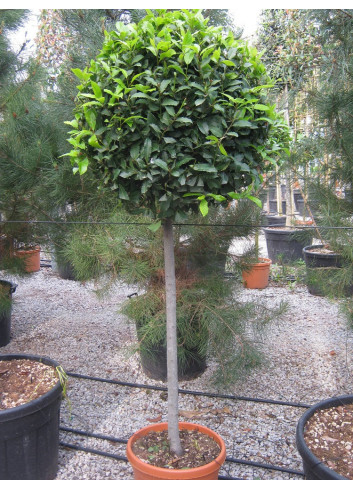 LAURUS NOBILIS