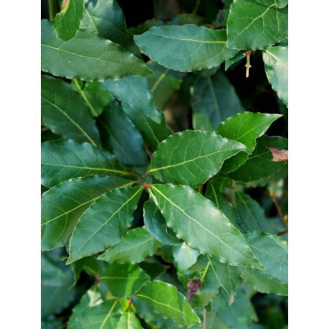 LAURUS NOBILIS