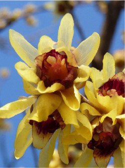 CHIMONANTHUS praecox