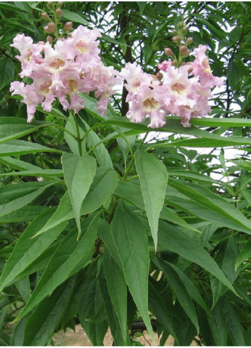 CHITALPA Tashkentensis PINK DAWN