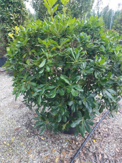 PITTOSPORUM tobira