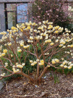 EDGEWORTHIA chrysantha GRANDIFLORA