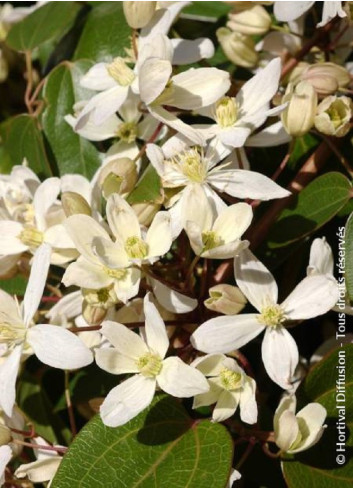 CLEMATIS armandii