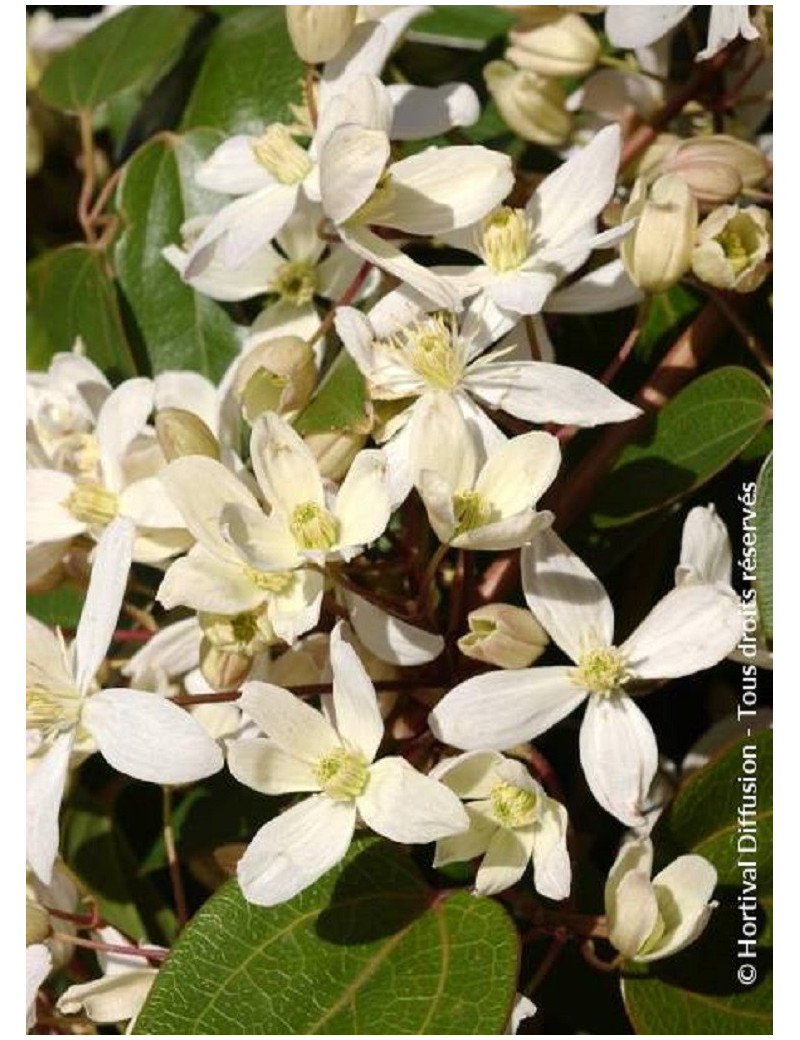 CLEMATIS armandii