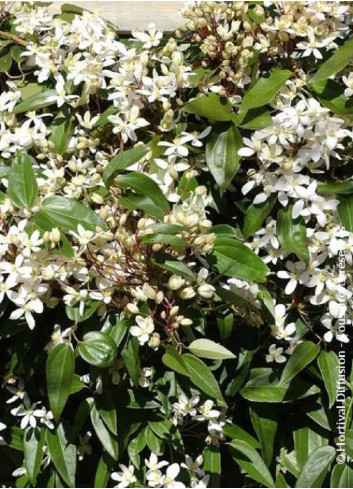 CLEMATIS armandii