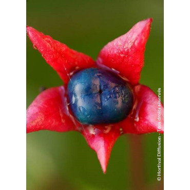 CLERODENDRUM trichotomum