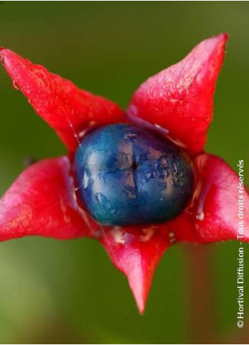 CLERODENDRUM trichotomum