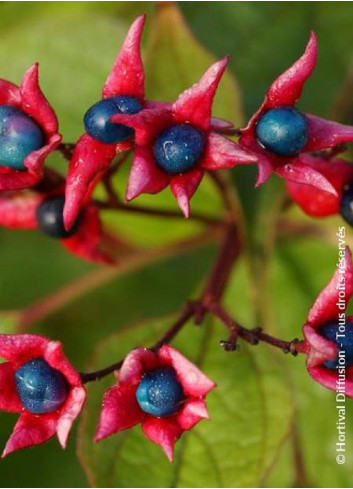 CLERODENDRUM trichotomum