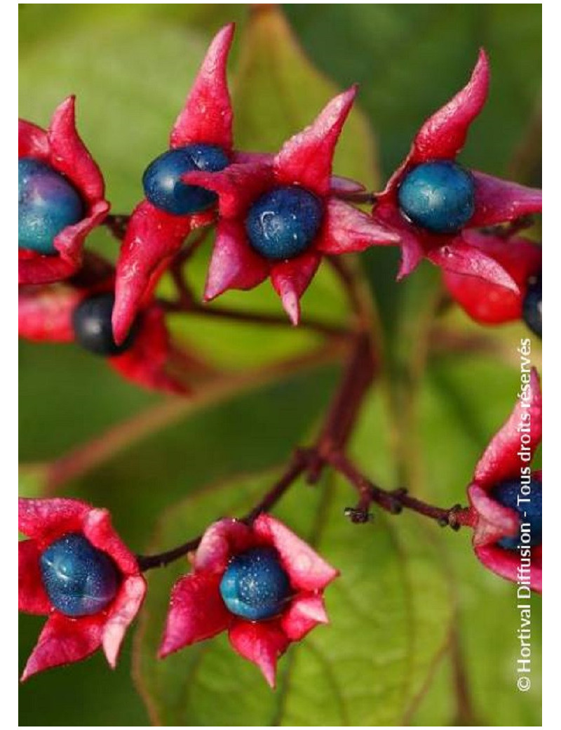 CLERODENDRUM trichotomum