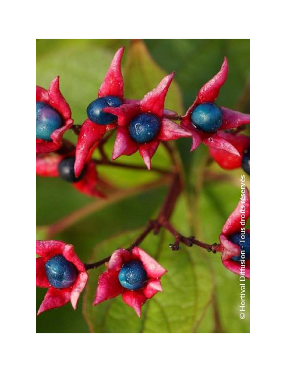 CLERODENDRUM trichotomum