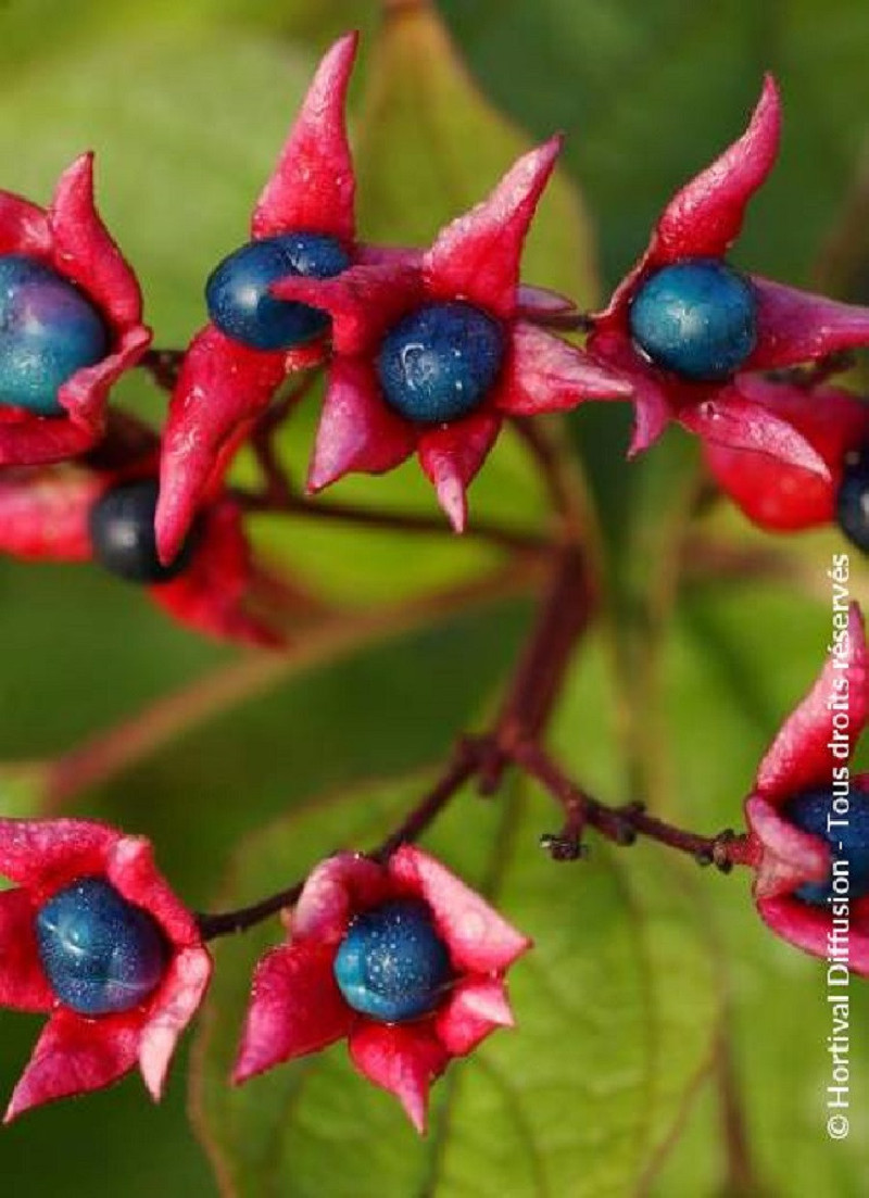 CLERODENDRUM trichotomum