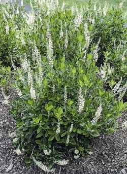 CLETHRA alnifolia
