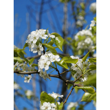 PYRUS calleryana CAPITAL