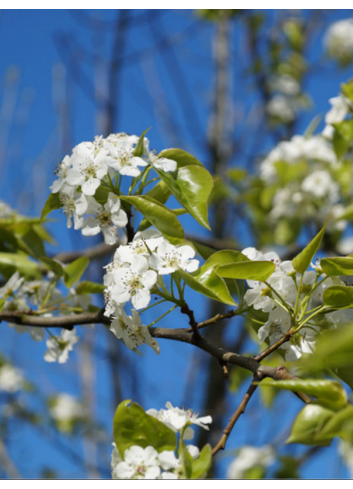 PYRUS calleryana CAPITAL