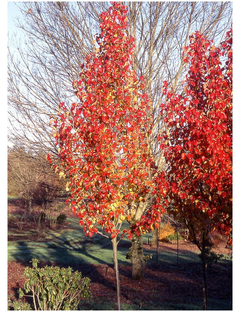 PYRUS calleryana CAPITAL