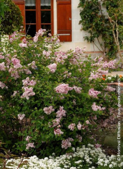 SYRINGA Josée