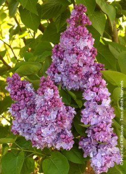 SYRINGA KATHERINE HAVEMEYER