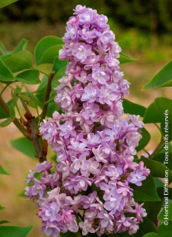 SYRINGA KATHERINE HAVEMEYER