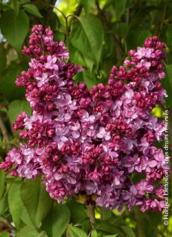 SYRINGA PRINCE WOLKONSKY