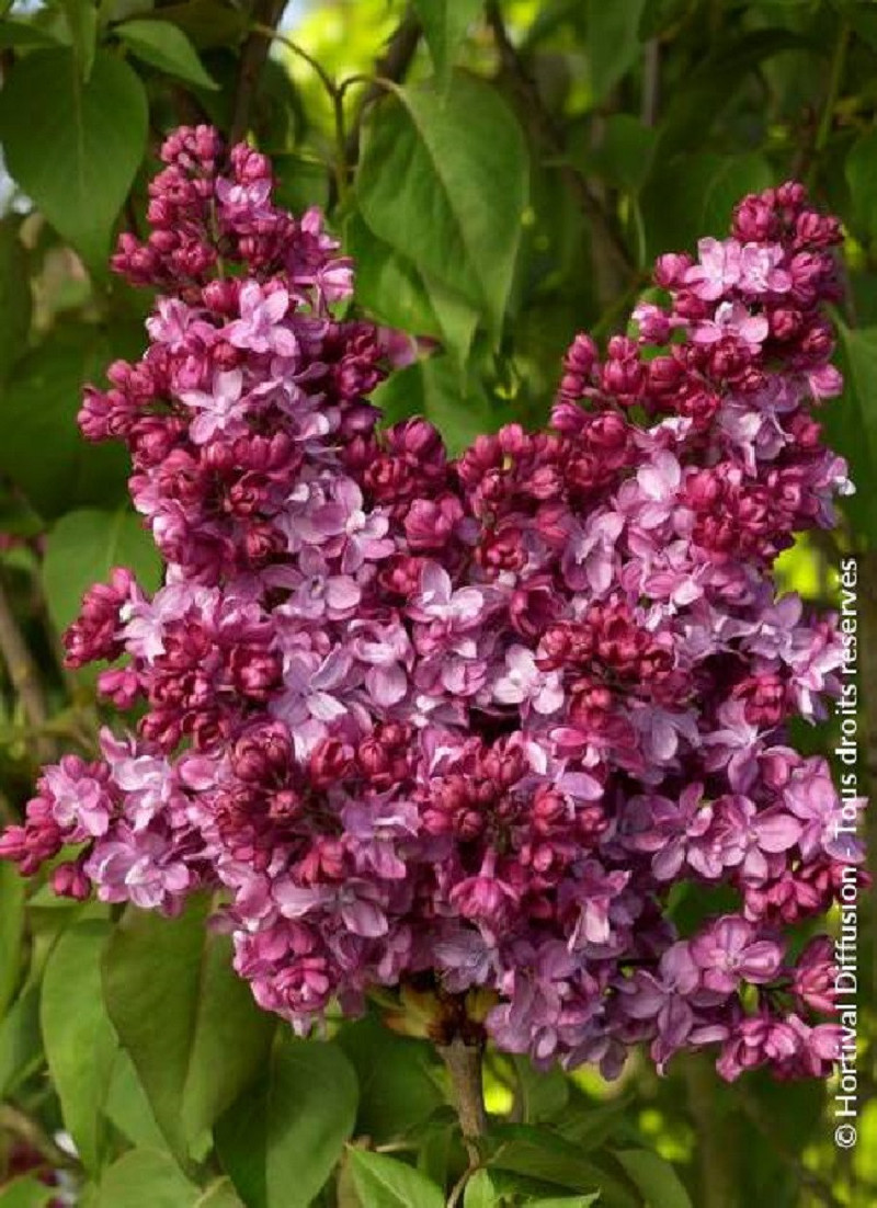 SYRINGA PRINCE WOLKONSKY